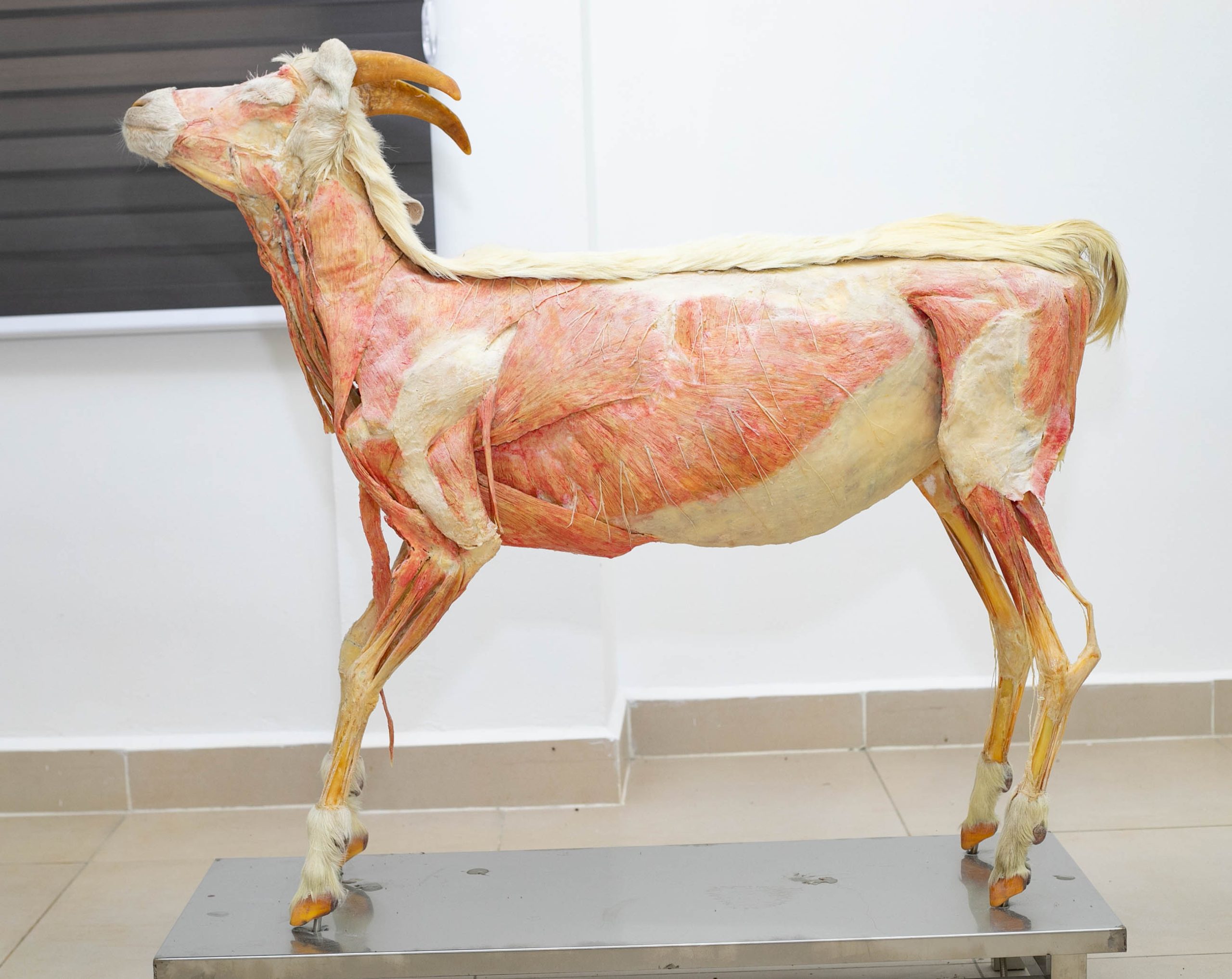 DABAKALA MATERIEL-11